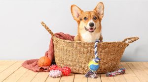 9. Pet Tech and Smart Accessories
