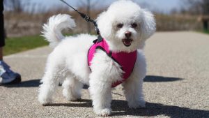 How Can You Ensure Dog Safety While Walking