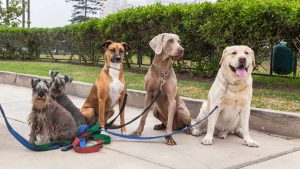 How Do You Create a Dog Walking Business Plan
