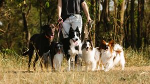 How Do You Manage Multiple Dogs on a Walk