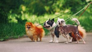What Skills and Qualities Do You Need to Be a Dog Walker