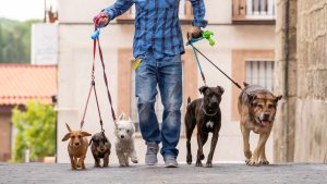 Why Should You Start a Dog Walking Business