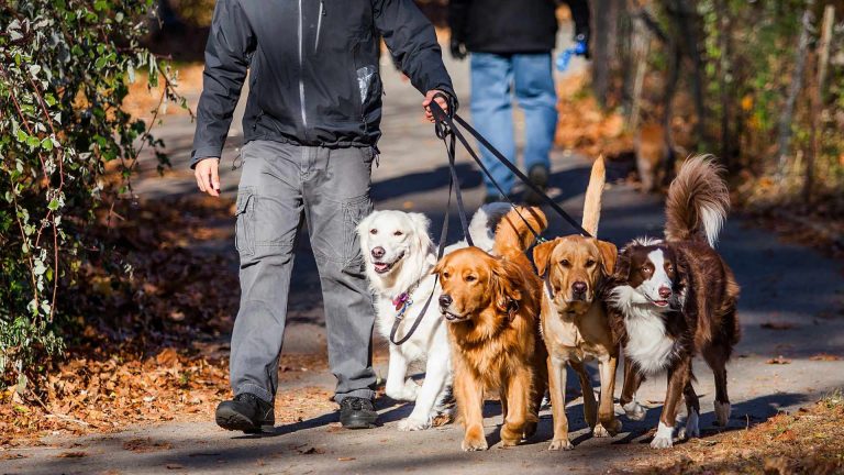 How to Start a Dog Walking Business in UK: A Step-by-Step Guide!